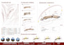 create professional architectural site analysis, maps, and concept diagrams